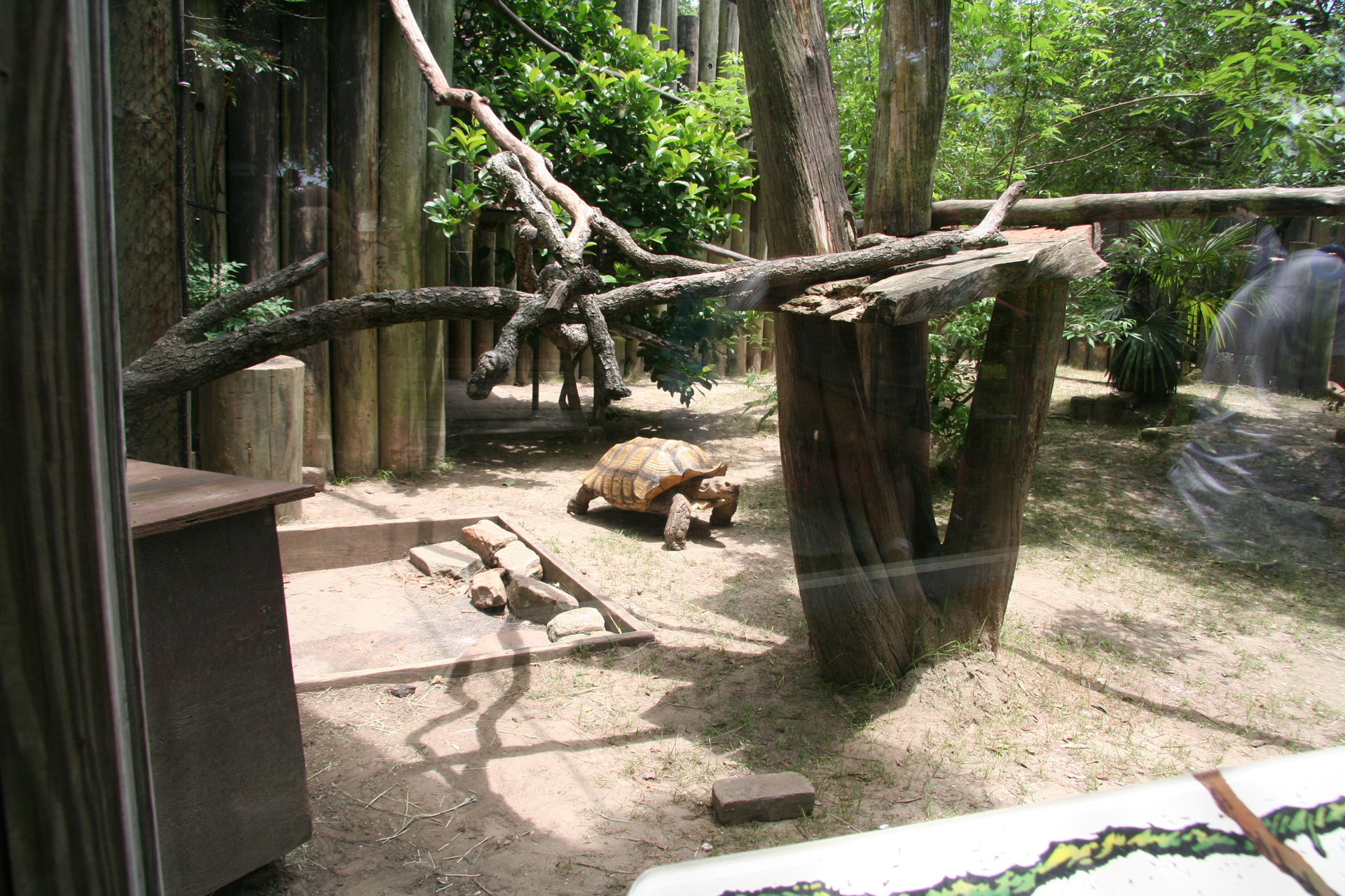Spornschildkröte/African spurred tortoise
